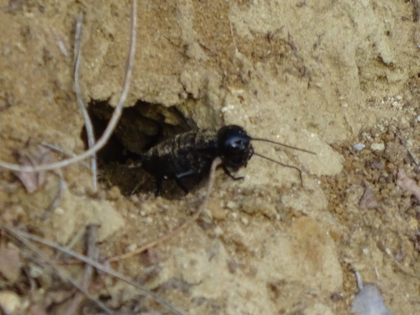 Gryllus campestris - mezei tücsök
