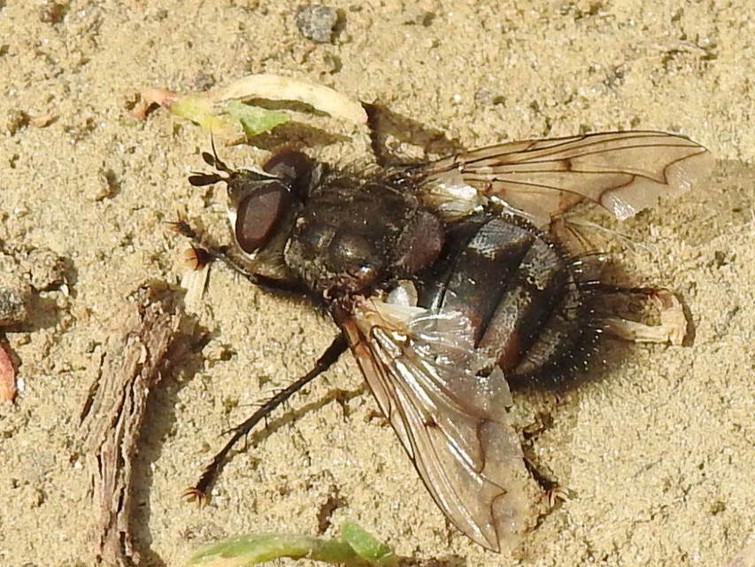 Ernestia puparum