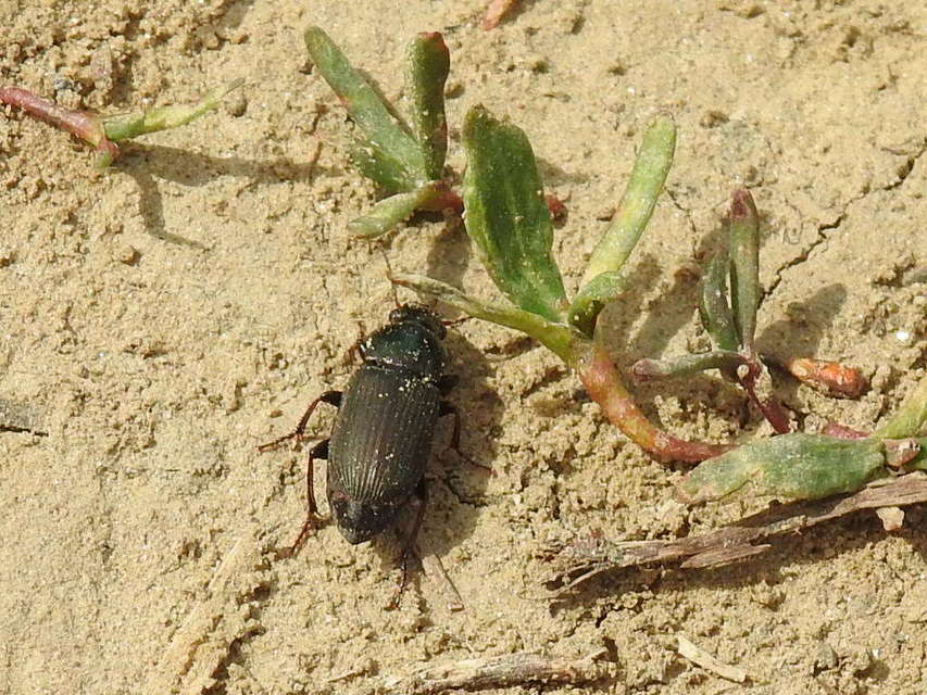 Harpalus distinguendus - mezei lomhafutó