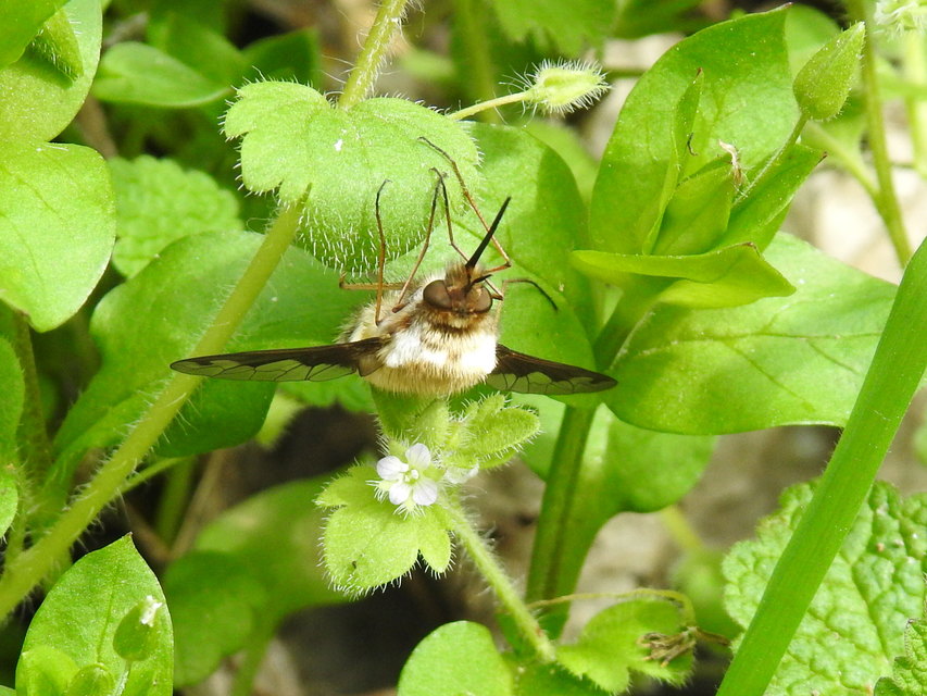Bombylius major - szegélyes pöszörlégy