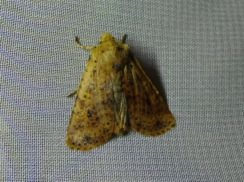 Conistra rubiginea - vörös őszibagoly