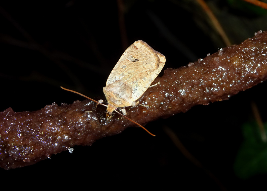 Conistra erythrocephala - vörösfejű őszibagoly