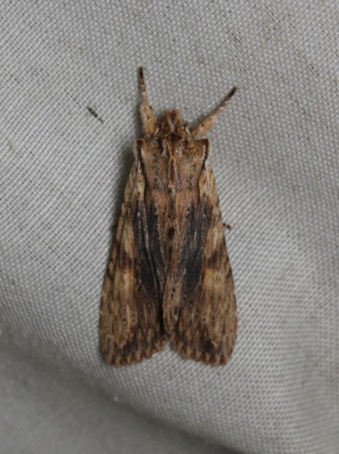 Lithophane socia - barna fabagoly