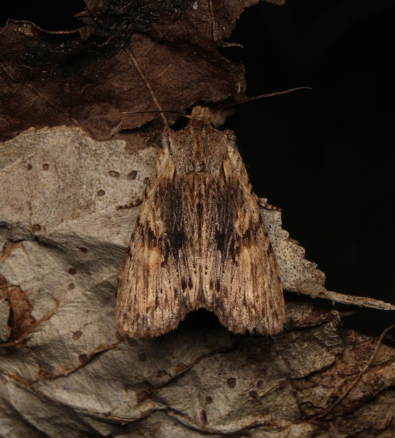 Lithophane socia - barna fabagoly