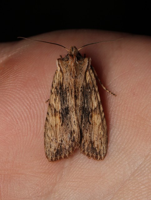 Lithophane socia - barna fabagoly