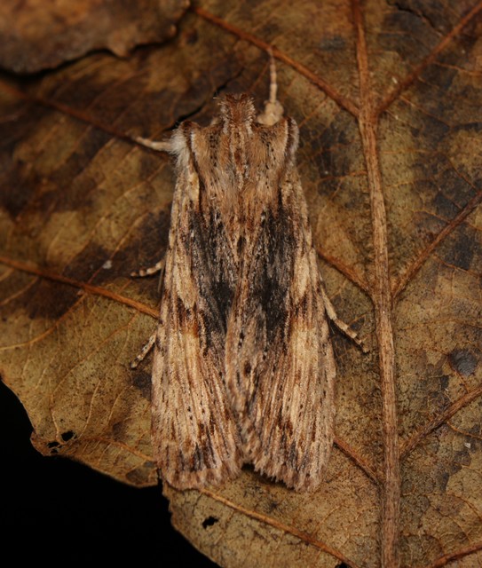 Lithophane socia - barna fabagoly