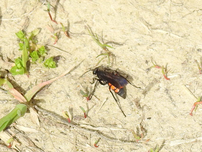 Anoplius viaticus - közönséges útonállódarázs