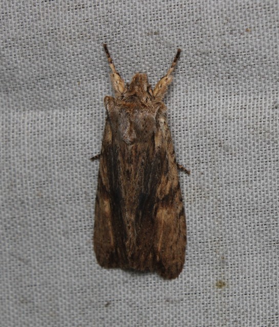 Lithophane socia - barna fabagoly