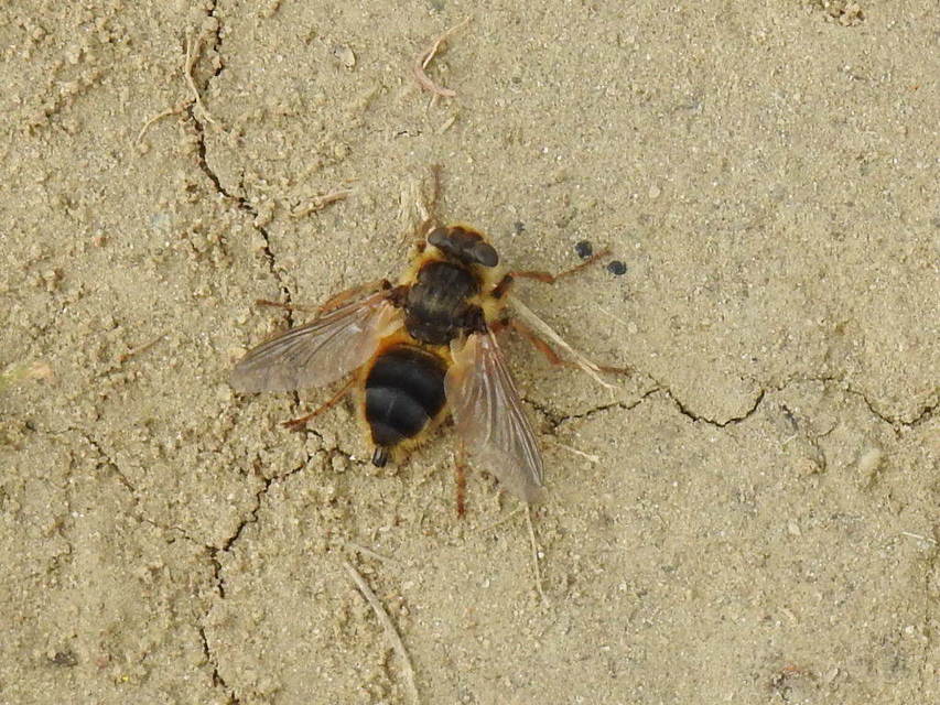 Hypoderma diana - őz-vargalégy