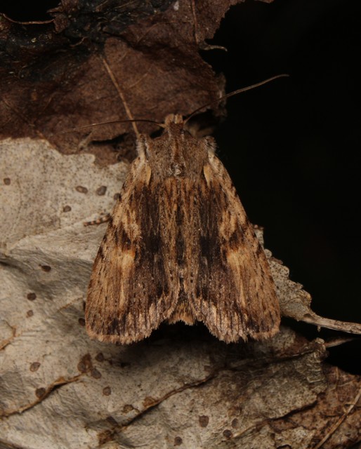Lithophane socia - barna fabagoly