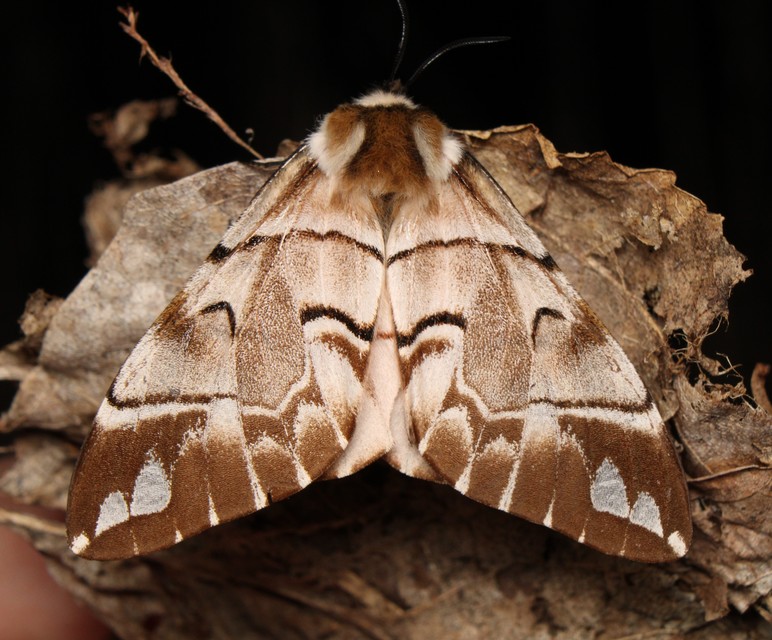 Endromis versicolora - tarkaszövő