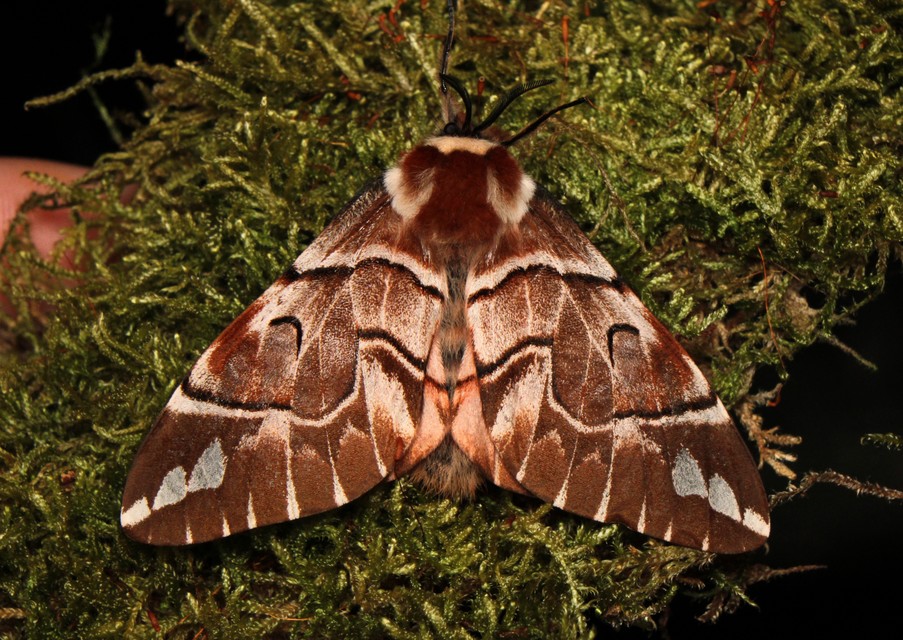 Endromis versicolora - tarkaszövő
