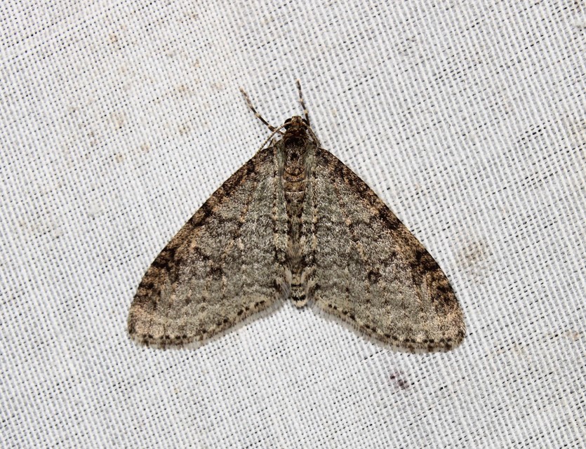 Trichopteryx carpinata - nyárfa-lebenyesaraszoló