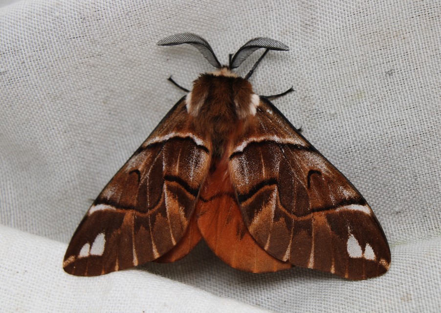 Endromis versicolora - tarkaszövő