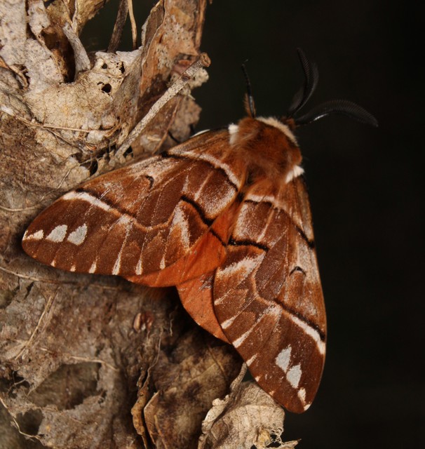 Endromis versicolora - tarkaszövő