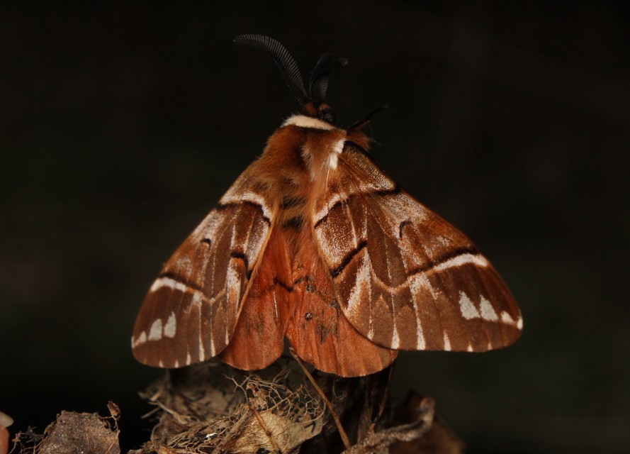 Endromis versicolora - tarkaszövő