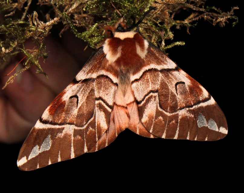 Endromis versicolora - tarkaszövő