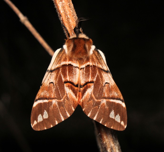 Endromis versicolora - tarkaszövő