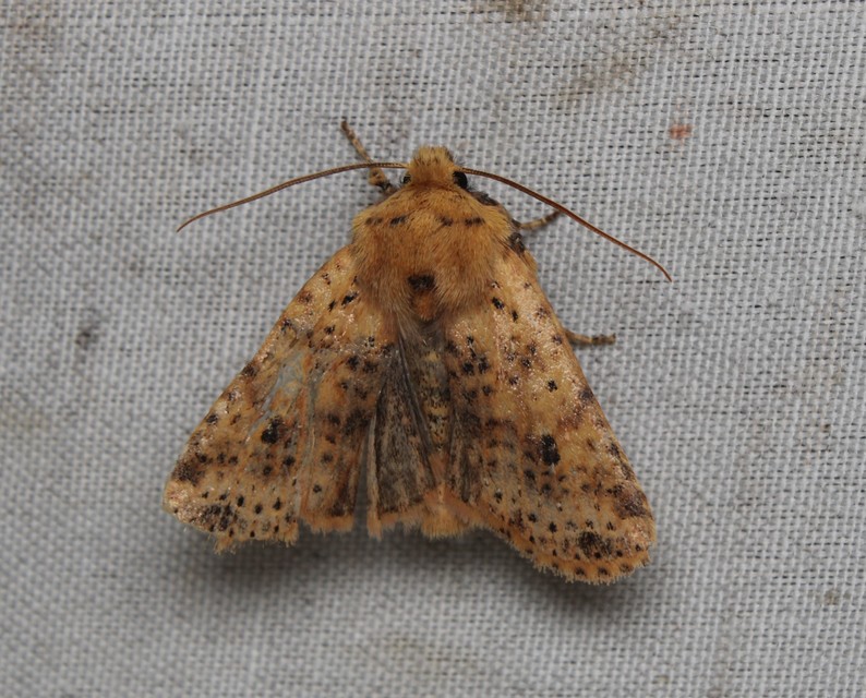 Conistra rubiginea - vörös őszibagoly