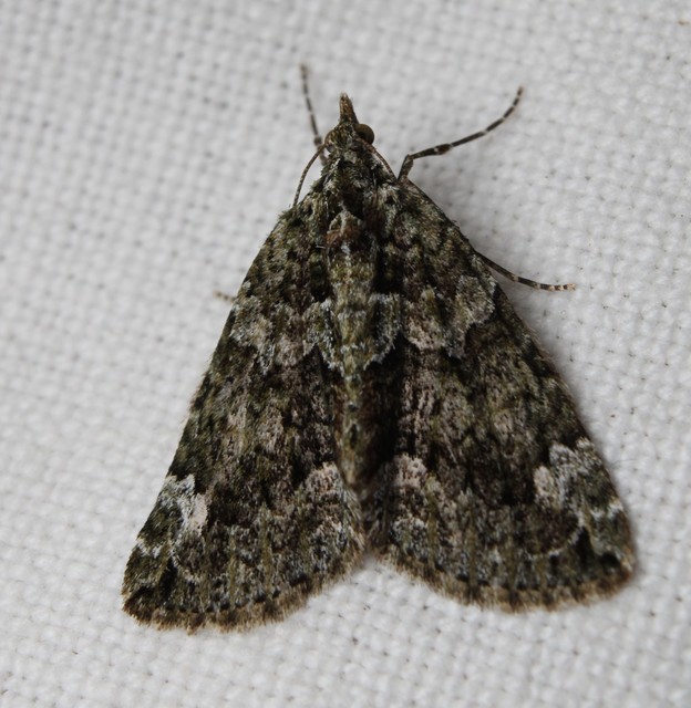 Chloroclysta siterata - salátazöld araszoló