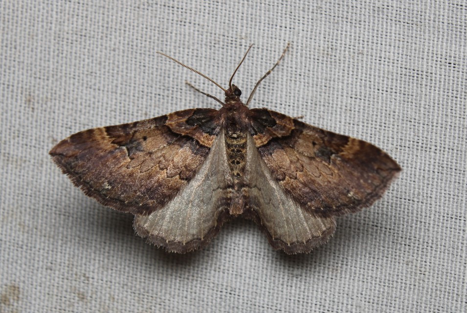 Earophila badiata - csipkerózsa-araszoló