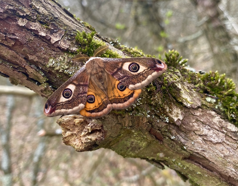 Saturnia pavoniella/pavonia