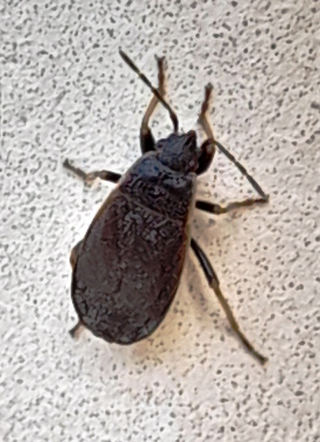 Pyrrhocoris marginatus - szegélyes bodobács