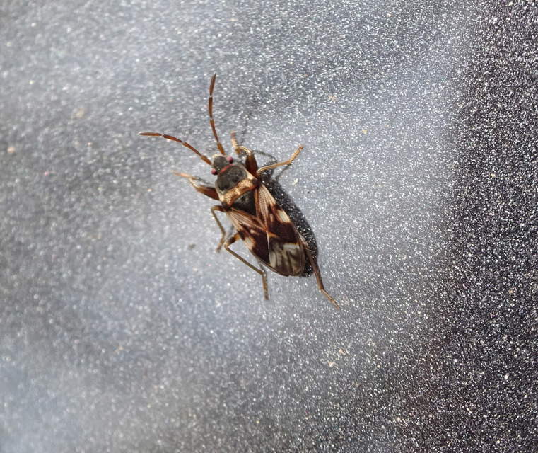 Scolopostethus pictus Scolopostethus pictus