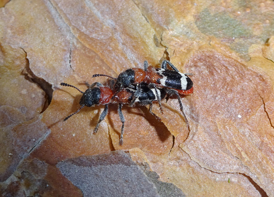 Thanasimus formicarius - vörösnyakú szúfarkas
