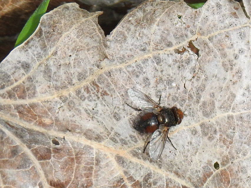 Gonia divisa