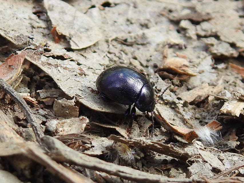 Chrysolina sturmi - vöröslábú levelész