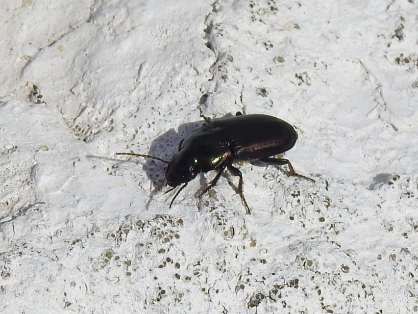 Harpalus distinguendus - mezei lomhafutó