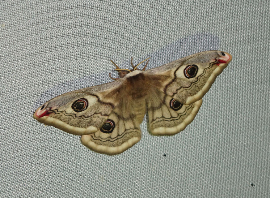 Saturnia pavoniella/pavonia