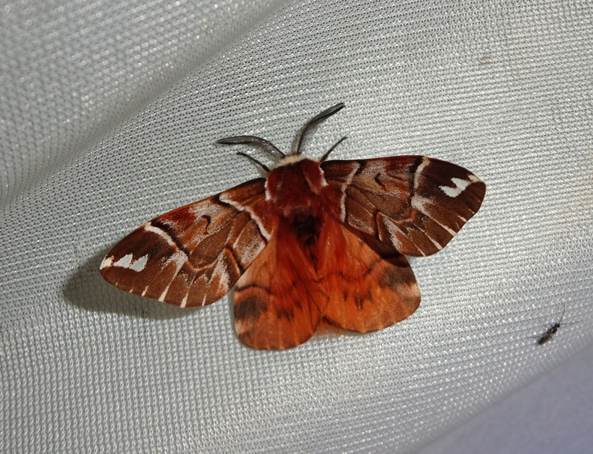 Endromis versicolora - tarkaszövő