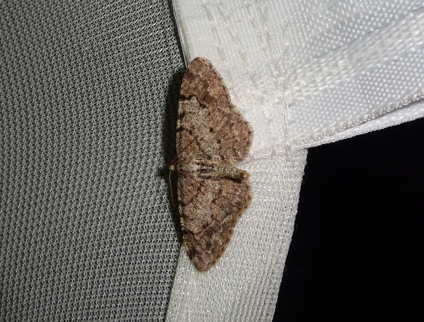 Aethalura punctulata - szürke égeraraszoló