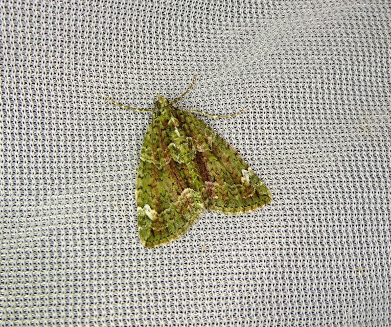 Chloroclysta siterata - salátazöld araszoló