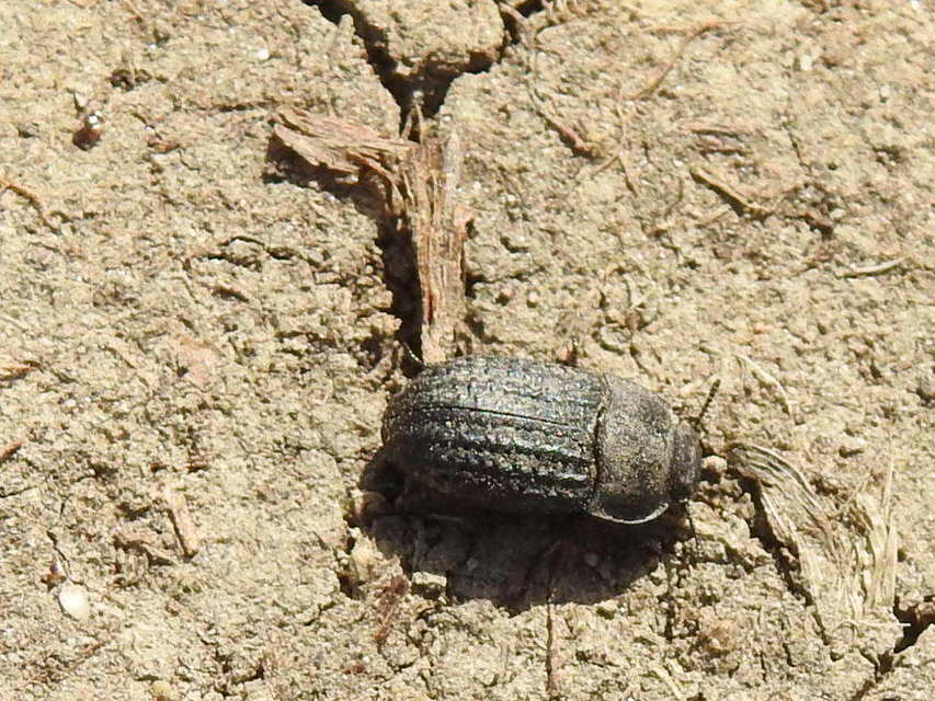 Opatrum sabulosum - sároshátú gyászbogár