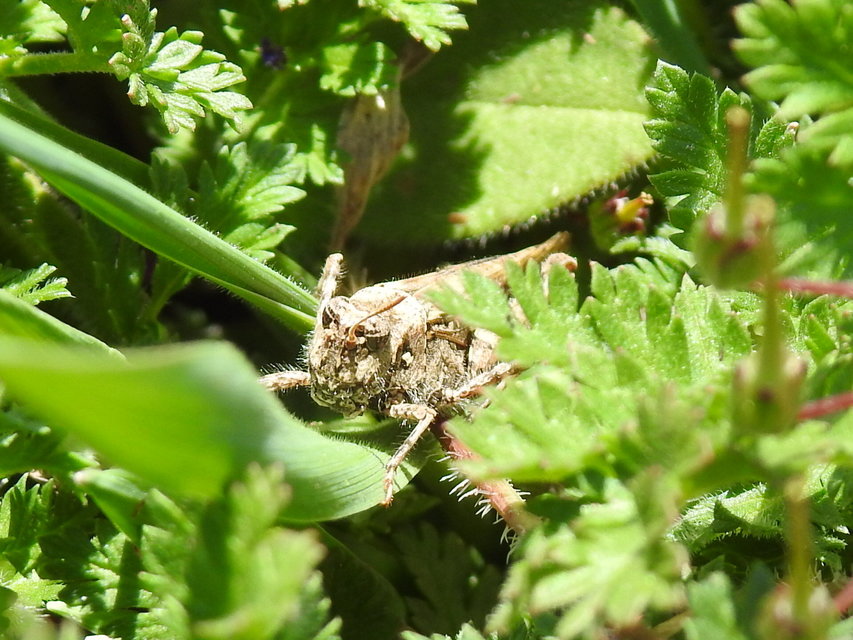 Acrotylus insubricus - önbeásósáska