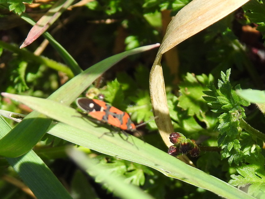 Lygaeus equestris/simulans