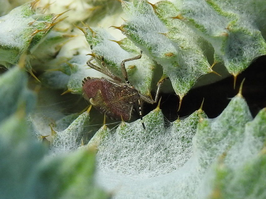 Dolycoris baccarum - közönséges bogyómászó-poloska Dolycoris baccarum - közönséges bogyómászó-poloska