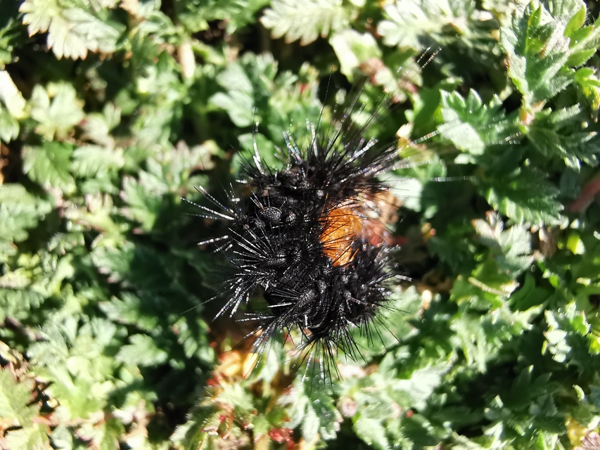 Hyphoraia aulica - barna medvelepke