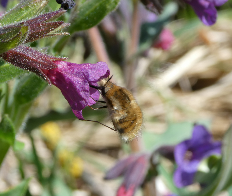 Bombylius discolor - feketefarú pöszörlégy
