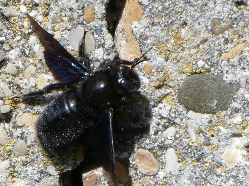 Xylocopa