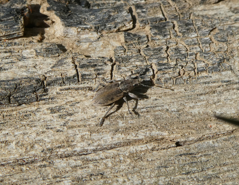 Tanymecus dilaticollis - kukorica-hegyesfarúbarkó