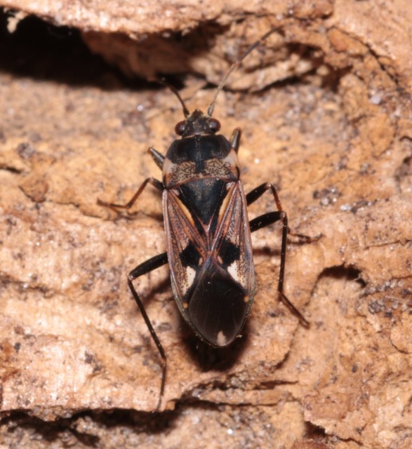 Rhyparochromus vulgaris - közönséges díszesbodobács