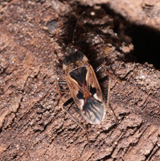 Rhyparochromus vulgaris - közönséges díszesbodobács