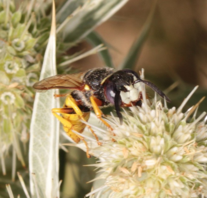 Philanthus triangulum - közönséges méhfarkas