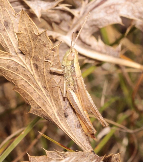 Euchorthippus declivus - rövidszárnyú rétisáska