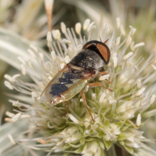 Odontomyia angulata - háromszöges zömöklégy