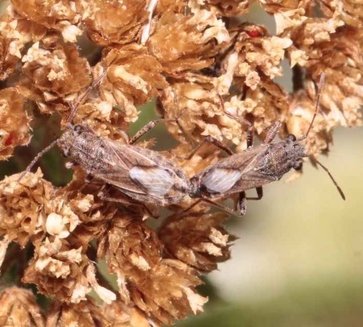Ortholomus punctipennis - szőrös fényesbodobács